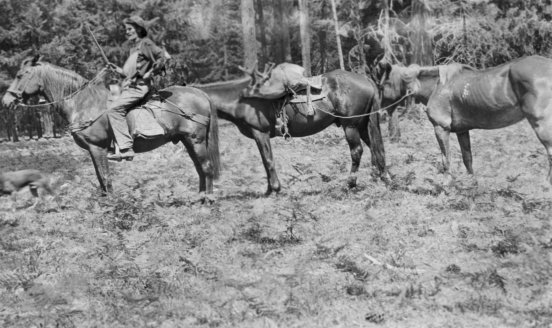 Horsetrain.jpg
